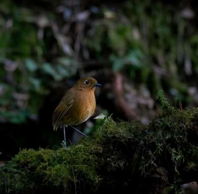 2 dias observacion aves