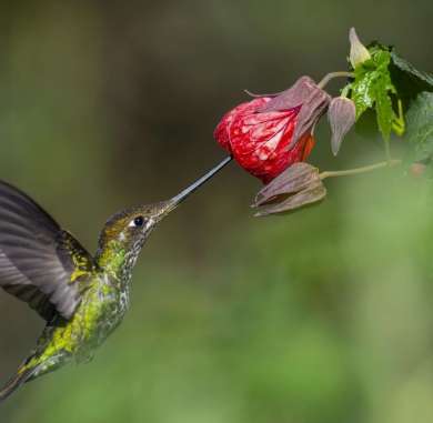 3 dias observacion aves