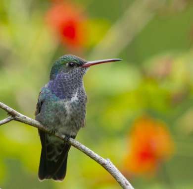 4 day cloud forests birding tours