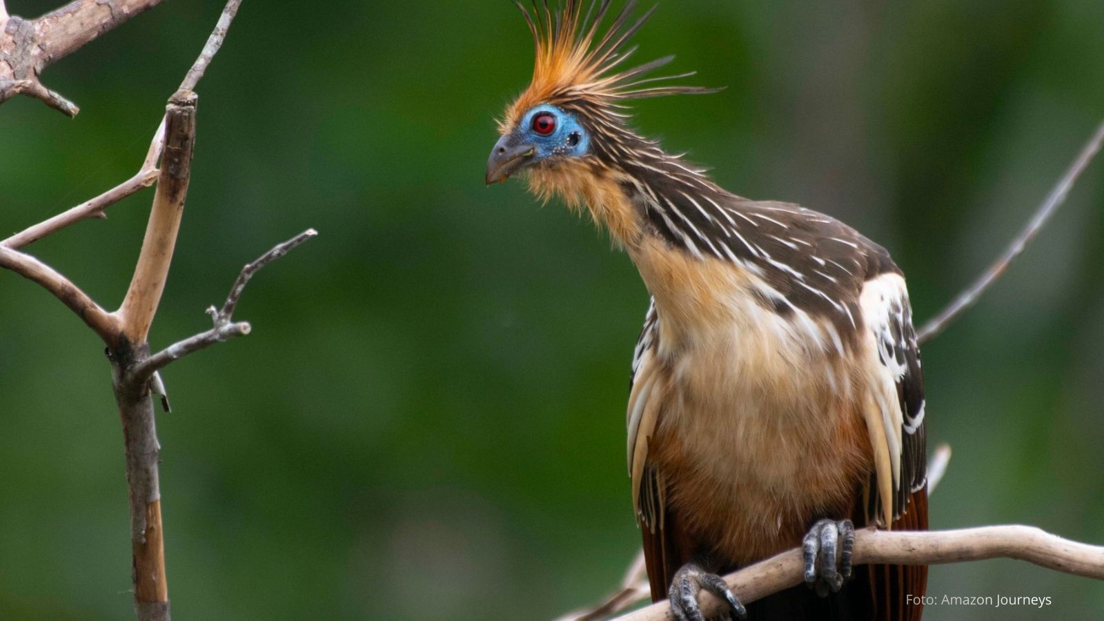 4 dias bosques nubosos observacion aves