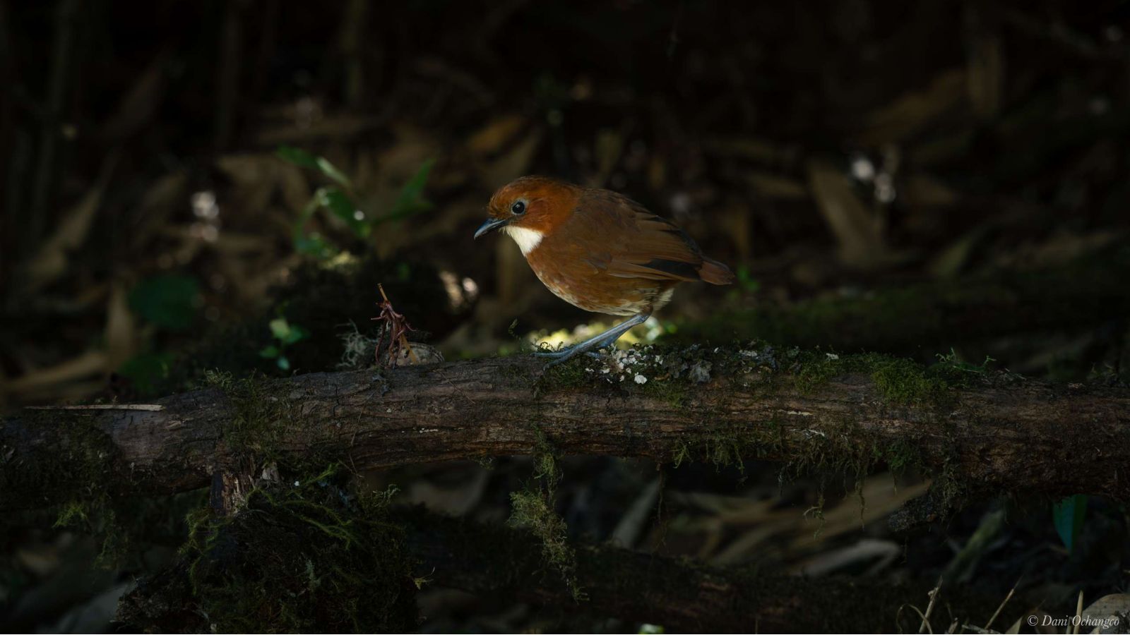 7 day manu road birding tour