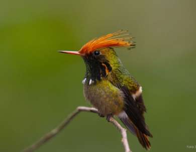 banner observacion aves